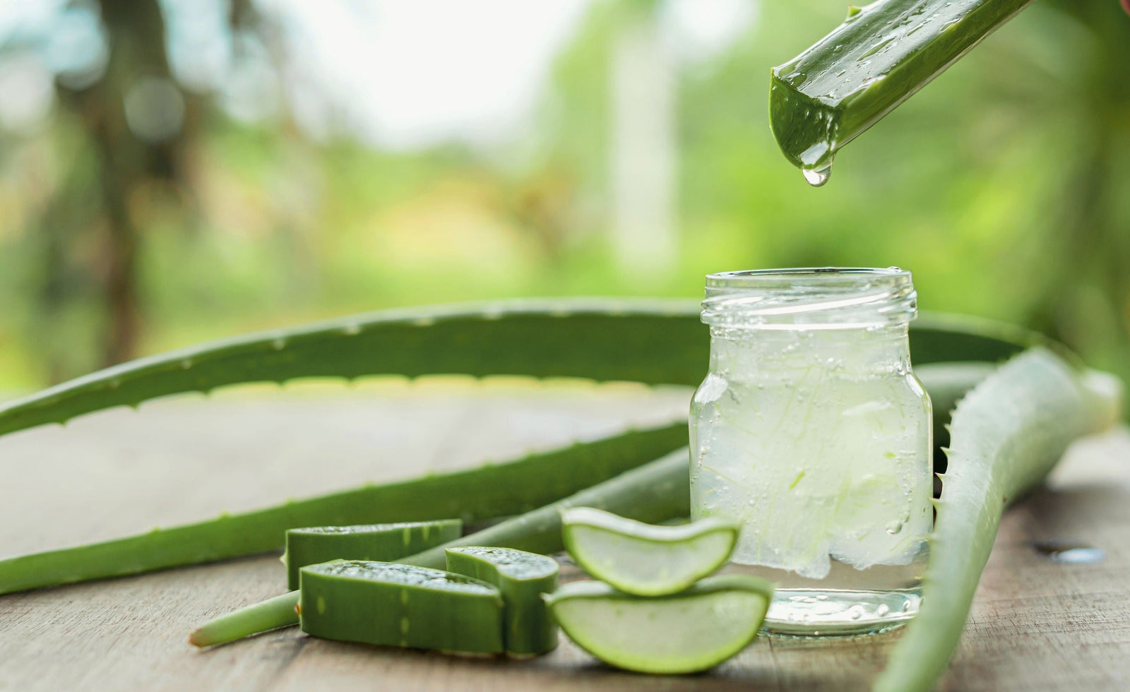 collecting aloe vera for use in a natural vegan lubricant